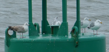 Herring Gulls